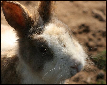 Kaninchen im Naturwildpark Granat in Haltern-Lavesum