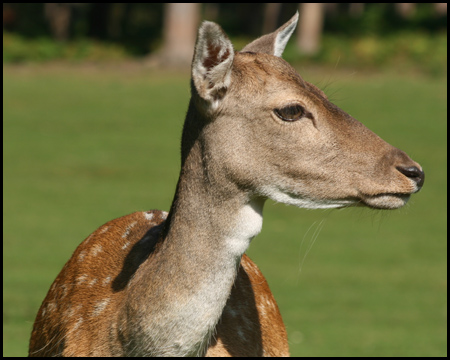 Reh im Naturwildpark Granat