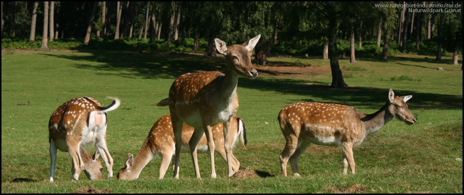 Rehe im Wildpark Granat