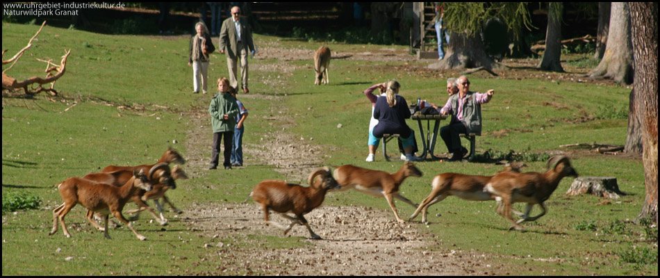 Reh im Naturwildpark Granat