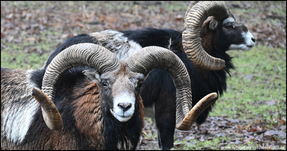 Mufflons im Naturwildpark Granat