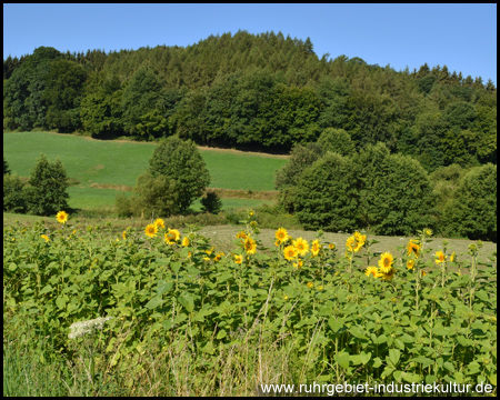 Sonnenblumen am Feldrand im Elbschebachtal
