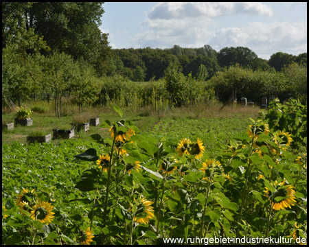 Sonnenblumenfelder