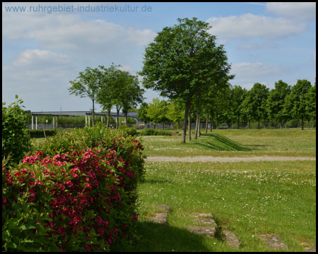 Blühendes mit Treppen in einer Gänseblümchenwiese