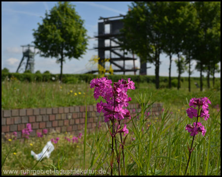 Blühende Wildpflanzen, hinten Förder- und Aussichtsturm im Park