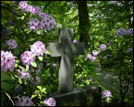 Ein Grab mit Rhododendren auf dem Ostfriedhof in Dortmund