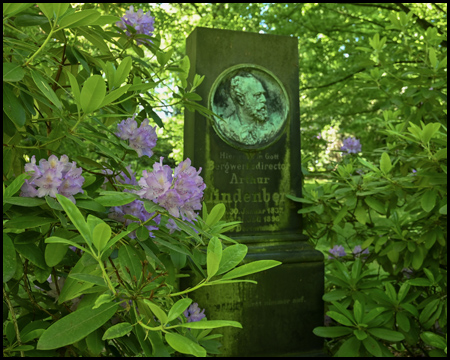 Grabstein und Rhododendren