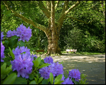 Naturdenkmal Platane auf dem Ostenfriedhof