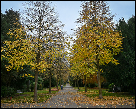 Symmetrische Friedhofsallee mit gelb leuchtenden Laubbäumen zu beiden Seiten eines breiten, mit Laub bedeckten Weges. Immergrüne Nadelbäume im Hintergrund, bewölkter Himmel.