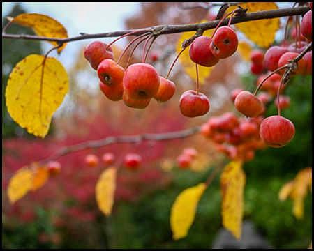 Nahaufnahme eines Zweiges mit leuchtend rot-orangen Zieräpfeln. Gelbe Herbstblätter am Zweig, verschwommener bunter Hintergrund mit herbstlichem Laub.