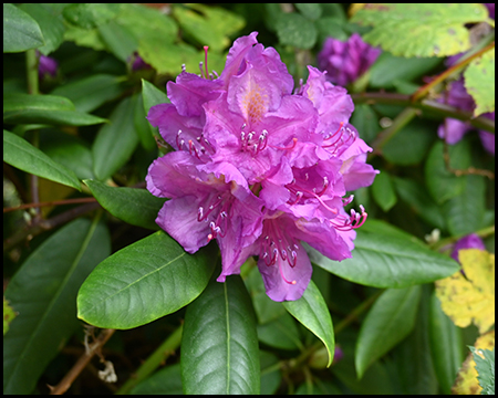 Nahaufnahme einer leuchtend pink-violetten Rhododendronblüte mit Wassertropfen auf den Blütenblättern. Sattgrüne Blätter im Hintergrund, weitere Blüten verschwommen erkennbar.