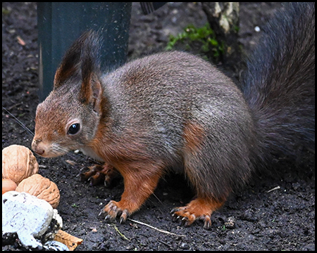 Eichhörnchen mit grau-braunem Fell und buschigem Schwanz auf dunklem Boden. Das Tier knabbert an einer Walnuss, weitere Nüsse liegen daneben.