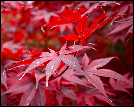 Nahaufnahme leuchtend roter Ahornblätter mit Wassertropfen. Die filigranen, gezackten Blätter heben sich vor einem verschwommenen rot-rosa Hintergrund ab.