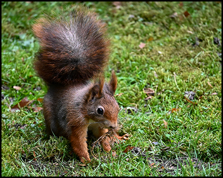 Eichhörnchen mit rotbraunem Fell und aufgestelltem buschigem Schwanz auf grüner Wiese. Das Tier hält etwas in den Pfoten und frisst, Herbstlaub liegt verstreut auf dem Rasen.