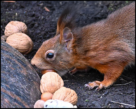 Nahaufnahme eines Eichhörnchens mit rotbraunem Fell, das eine Walnuss in den Pfoten hält und daran knabbert. Weitere Nüsse liegen auf dunklem Untergrund. Das Tier zeigt deutlich seine großen dunklen Augen und buschigen Schwanz.