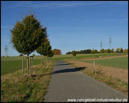 Leichte Bergabfahrt im Schatten einer Halballee (Blick zurück)