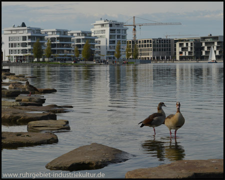 Wasservögel fühlen sich am Ufer heimisch