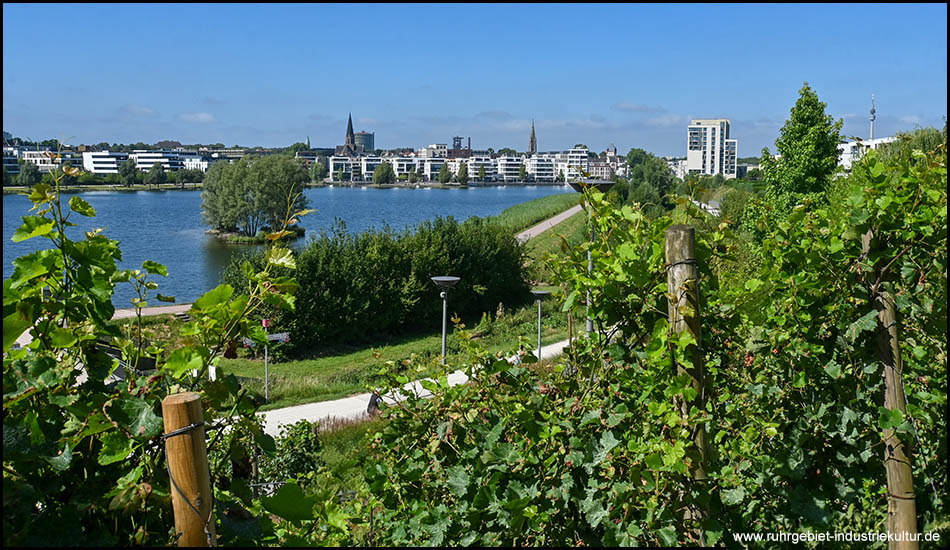 Weinberg am Seeufer mit jungen Rebstöcken im Vordergrund. Über das Wasser hinweg Blick auf die Stadtsilhouette mit Kirchtürmen und modernen Wohngebäuden