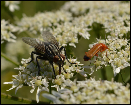 Käfer und Fliegen auf einer Blütendolde