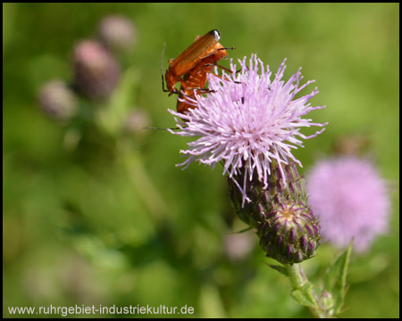 Käfer