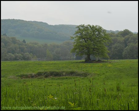 Ausblicke über das Pleßbachtal mit Baum und Autobahn