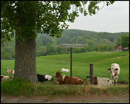 Hügelige Landschaft Sprockhövels