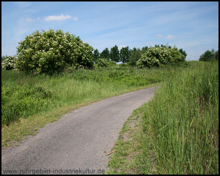 Rundweg auf der Halde im niedrig bewachsenen Bereich