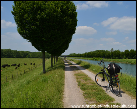 Auf der Rad-Route zwischen Kanal und Rinderweide