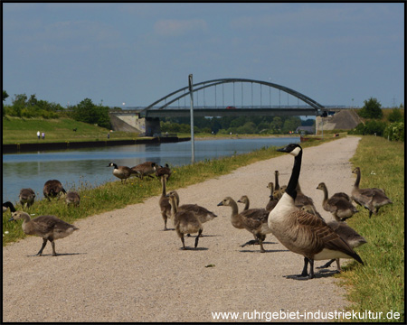 Querverkehr mit Vorrang: Gänse auf dem Radweg,  hinten die Drucksbrücke (Blick zurück)