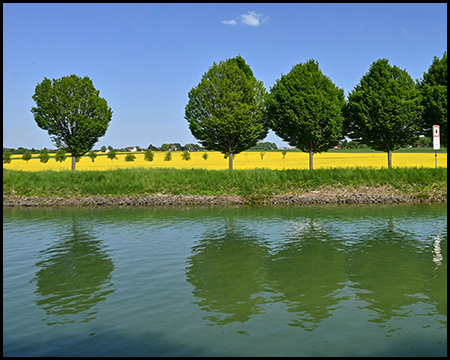 Grüne Bäume in einer Reihe am Ufer eines Kanals. Dahinter erstreckt sich ein leuchtendes gelbes Rapsfeld. Der blaue Himmel und das grüne Wasser ergänzen die farbenfrohe Frühlingslandschaft.