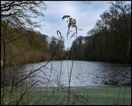 Langer Teich mit Gräser im Vordergrund