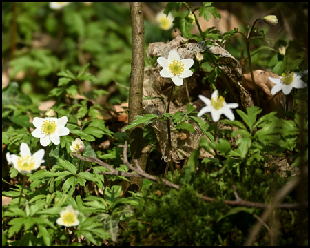 Anemonen am Wegesrand