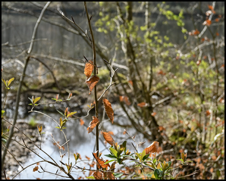 herbstlich belaubte Äste vor einem Gewässer