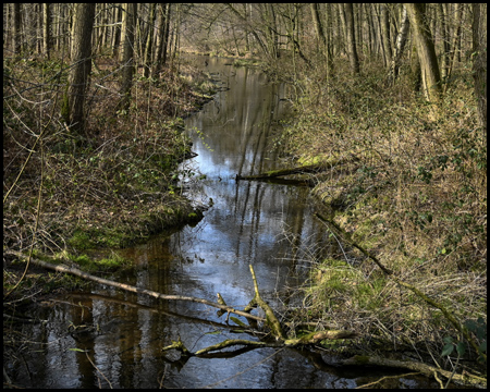 Ein Bach im Wald