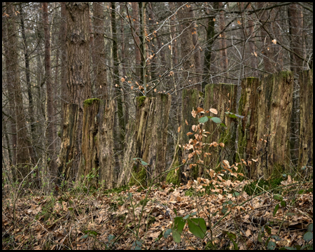 Hölzerne Palisaden im Wald