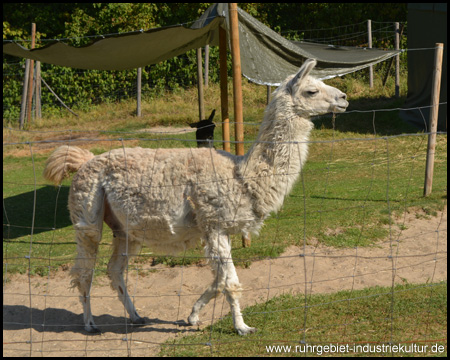 Lamas im Revierpark Nienhausen