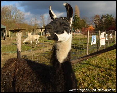 Lamas im Revierpark Nienhausen