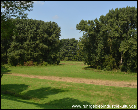 Bauminseln in der Rhein-Aue