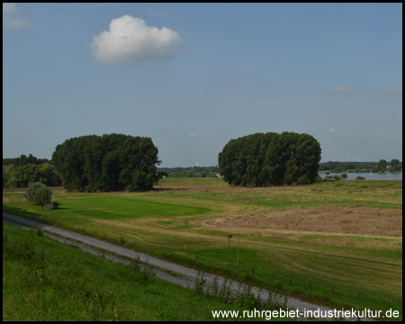 Letzte Bauminseln in der Rhein-Aue