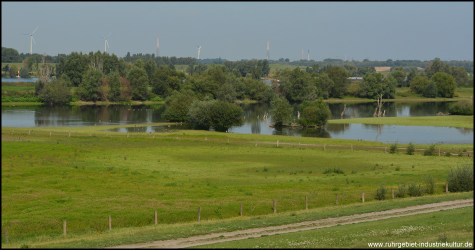 Auenlandschaft am Rhein in der Nähe der Emschermündung