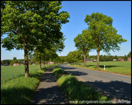 Schön gelegener Alleen-Radweg