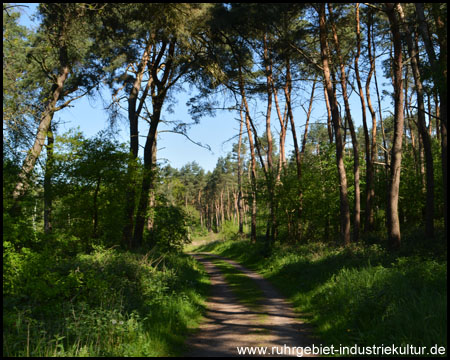 Einsamer Waldweg zwischen Nadelbäumen