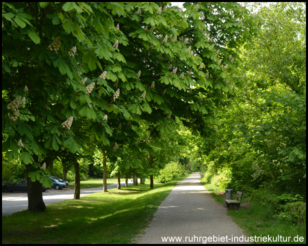 Radweg unter Kastanien am Kanal entlang