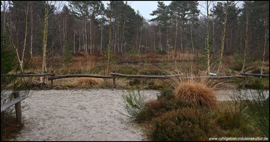 Moorsee in der Moor- und Heidelandschaft des Rombergparks