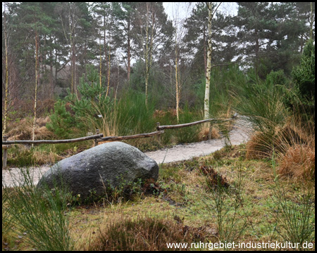 Moor- und Heidelandschaft im Rombergpark Dortmund