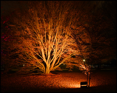 beleuchteter Baum