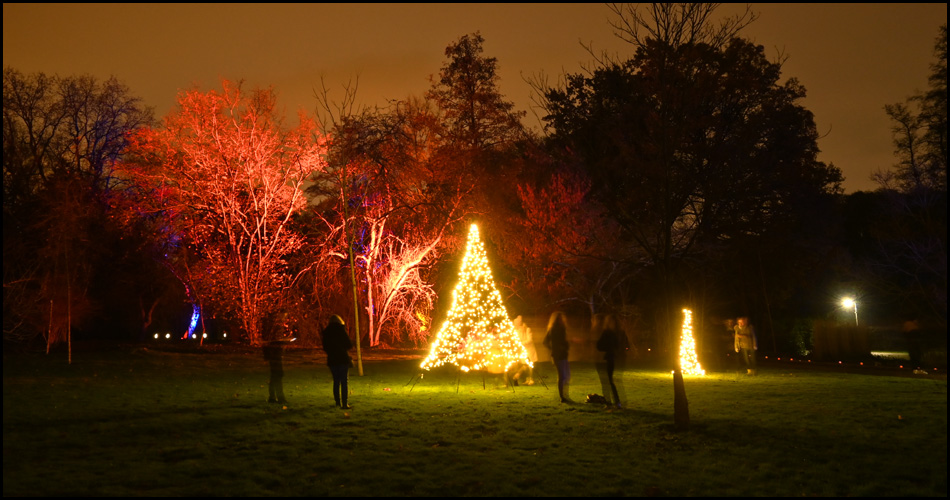 Beleuchtete Bäume und Licht-Skulpturen im Rombergpark Dortmund
