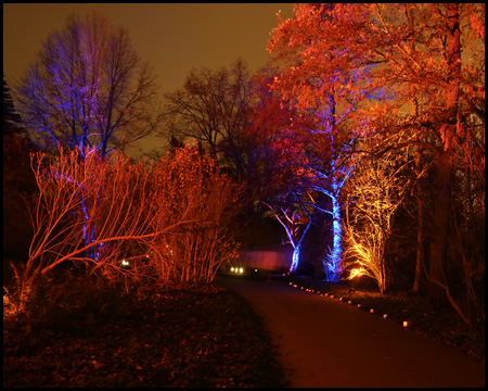 Farbig beleuchtete Bäume im Park