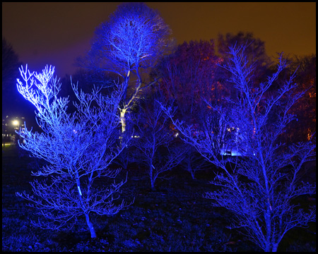 Blau beleuchtete Büsche und Bäume im Rombergpark