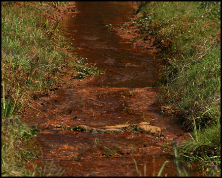 Roter Bach im Rombergpark